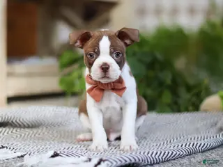 Boston Terrier dogs Rocky - Ad 11