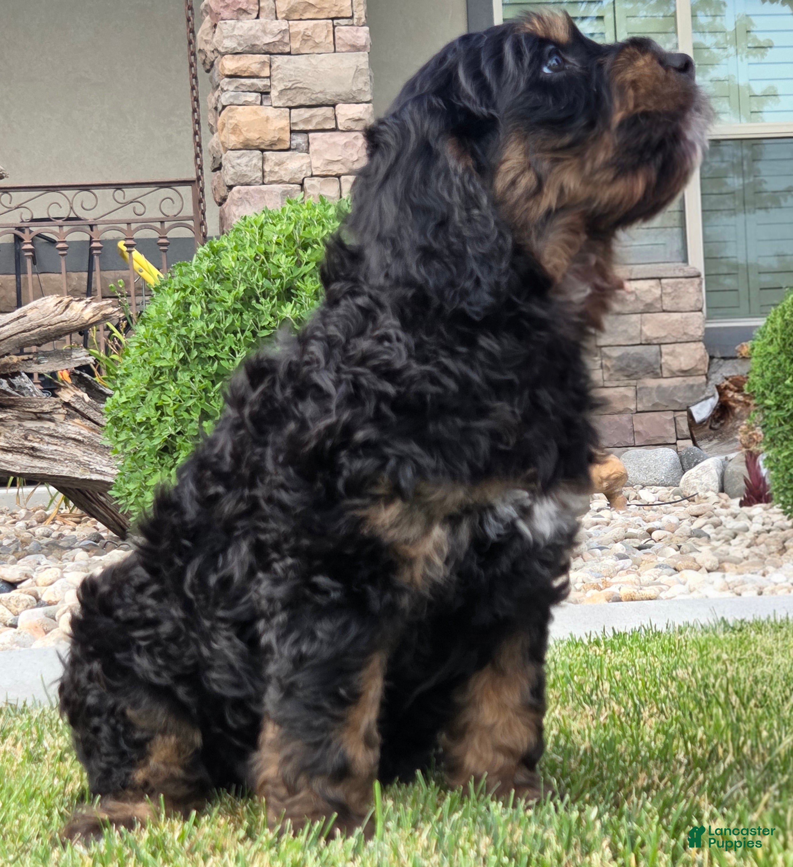 Goldendoodle dogs Rosie - Ad 2