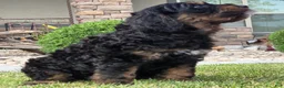 Goldendoodle dogs for sale: Rosie - Ad 3