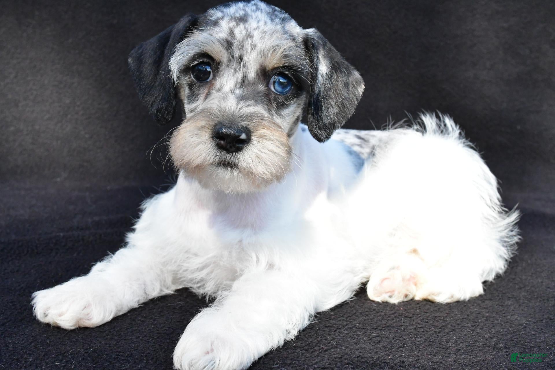 Schnoodle dogs Hali - Ad 1