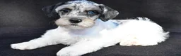 Schnoodle dogs for sale: Hali - Ad 1