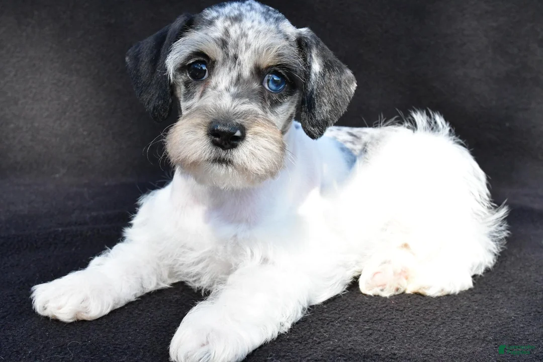 Schnoodle dogs for sale: Hali - Ad 1