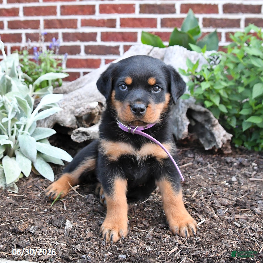 Rottweiler dogs Birdie - Ad 2