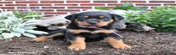 Rottweiler dogs for sale: Birdie - Ad 5