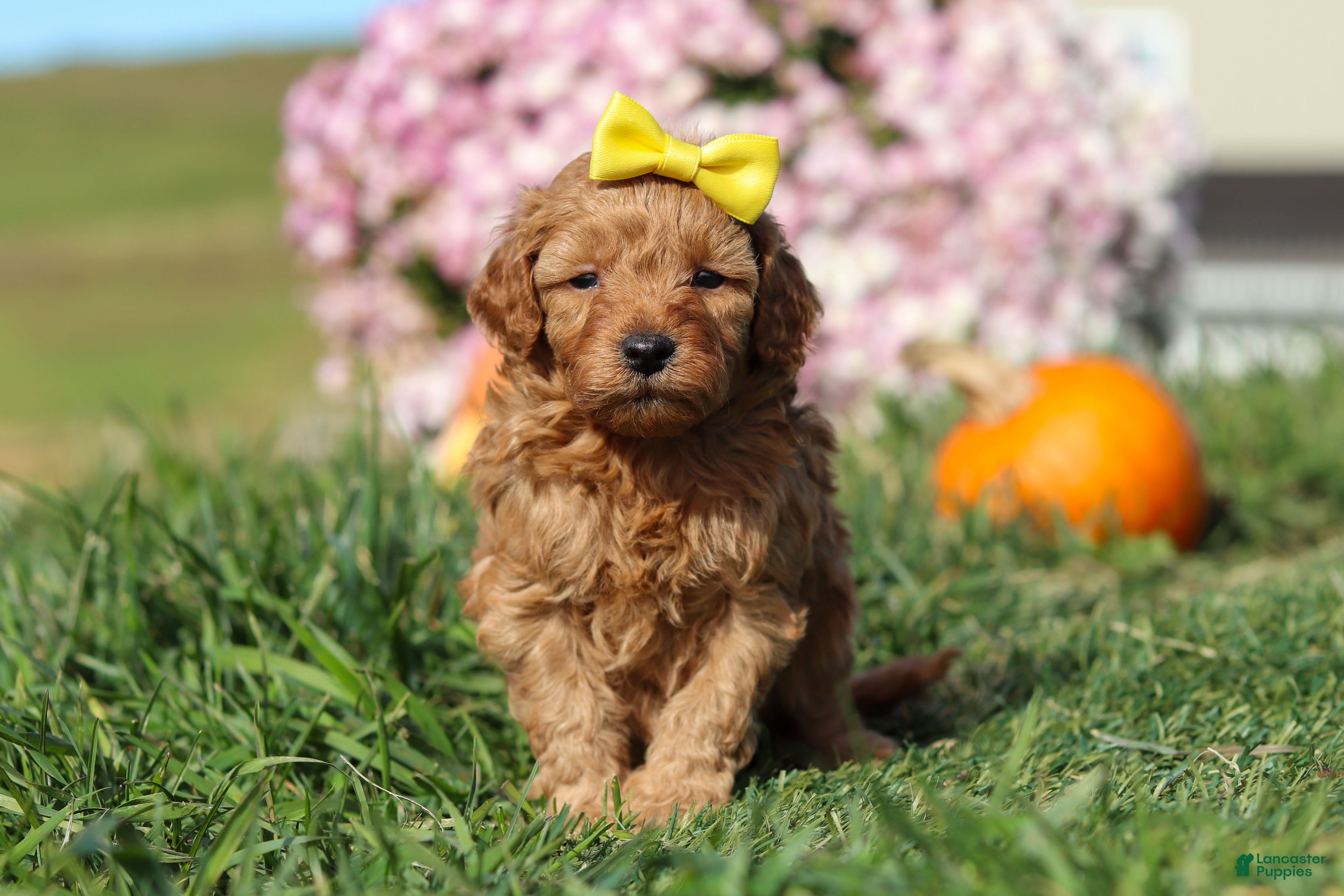 Cavapoo dogs Bianca - Ad 13