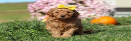 Cavapoo dogs for sale: Bianca - Ad 1