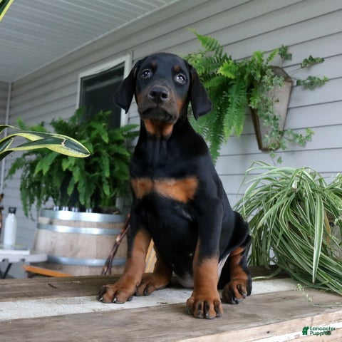 Doberman Pinscher dogs Waverly - Ad 1