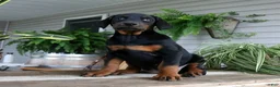 Doberman Pinscher dogs for sale: Waverly - Ad 1