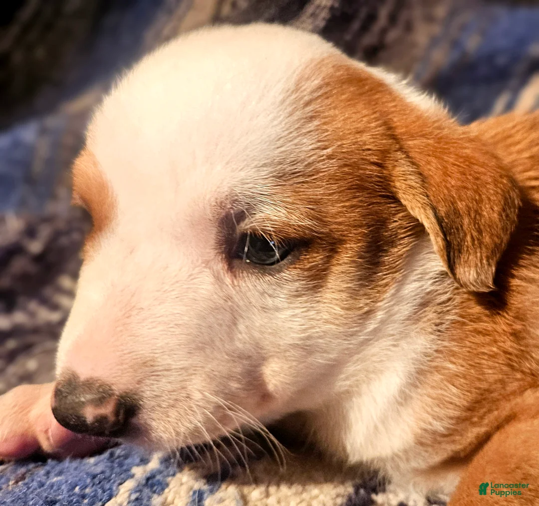 Border Collie dogs for sale: Quaker - Ad 2