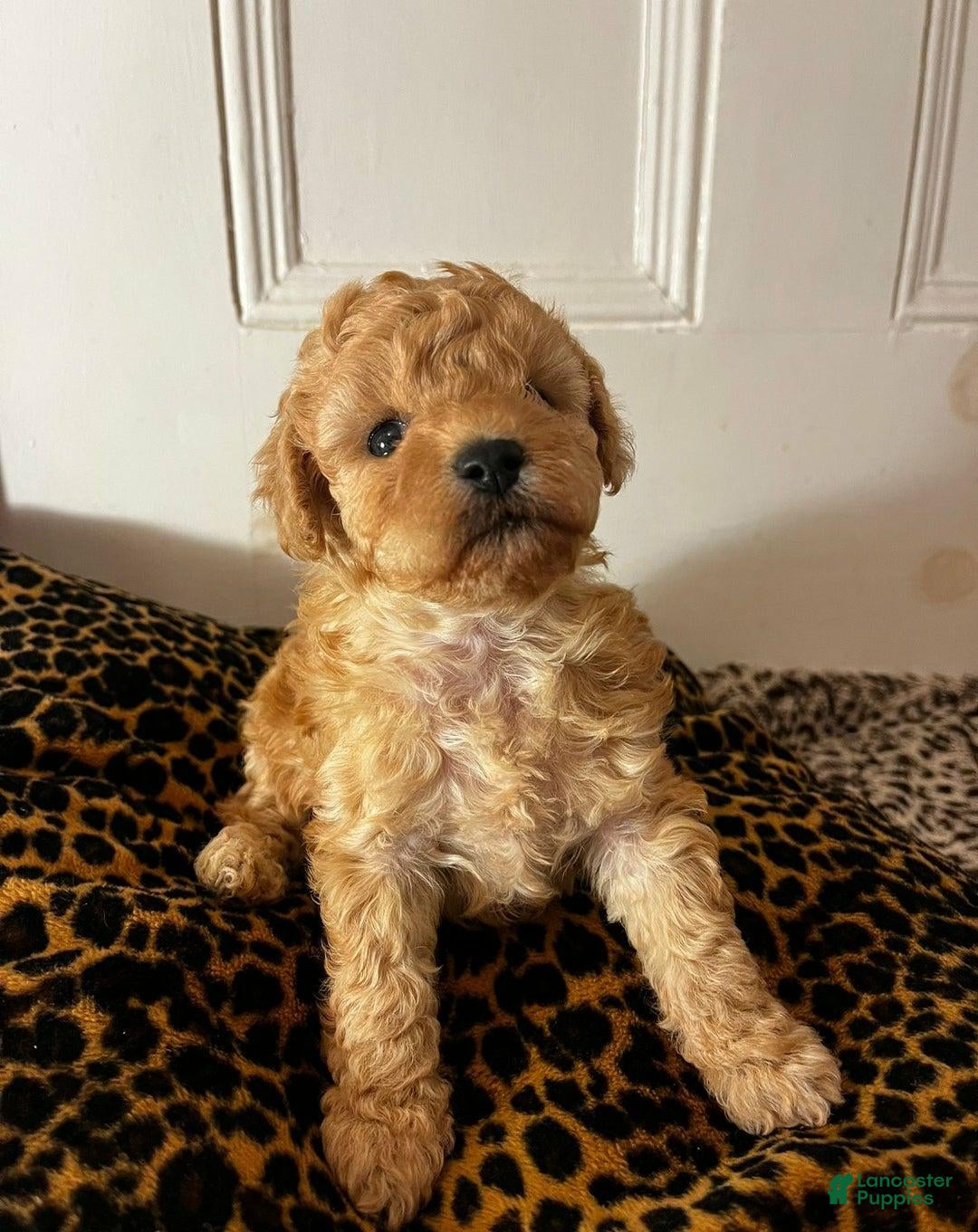 Maltipoo dogs for sale: Sara - Ad 10