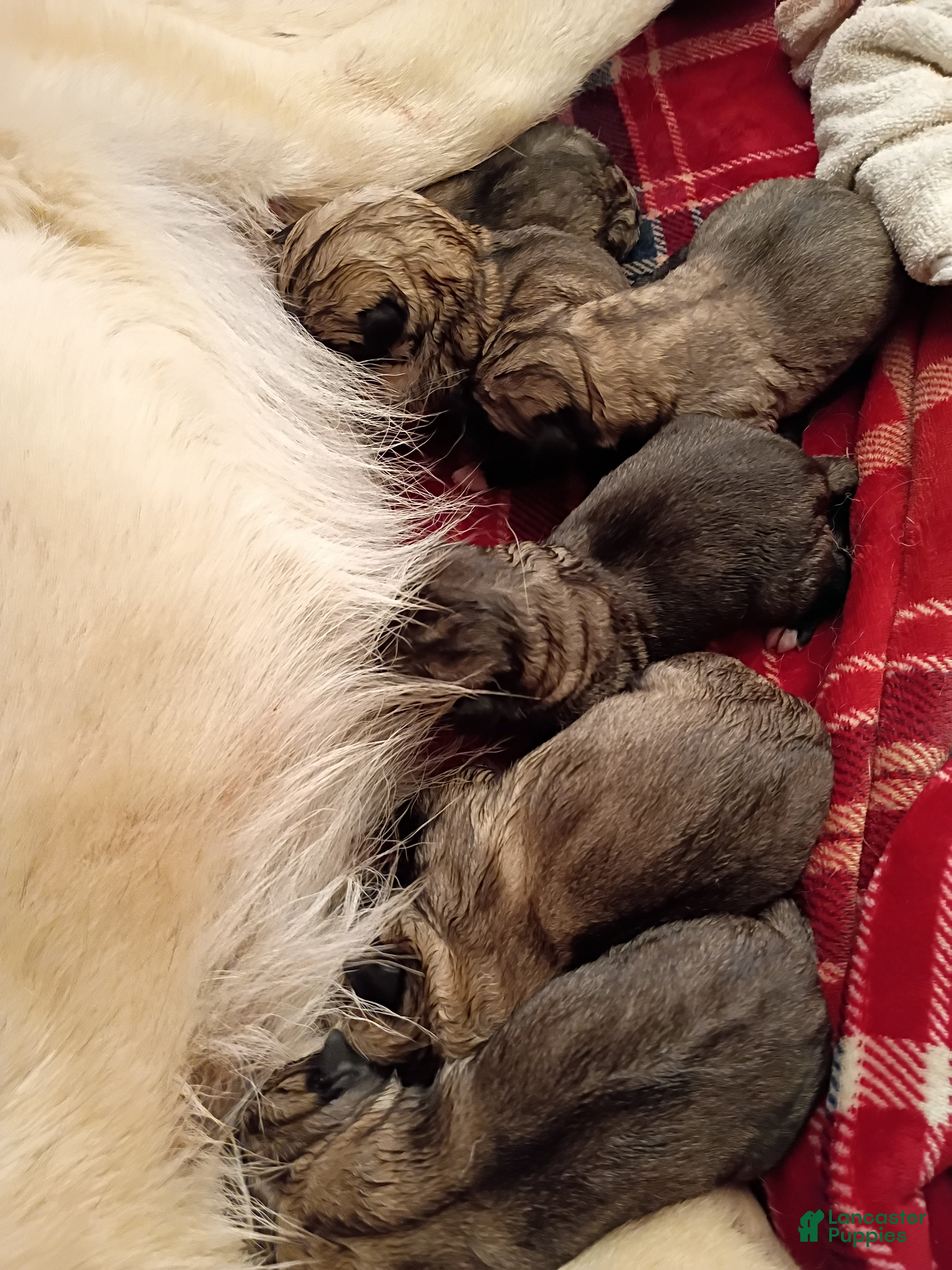 Anatolian Shepherd dogs for sale: Anatolian Shepherd 6 - Ad 1