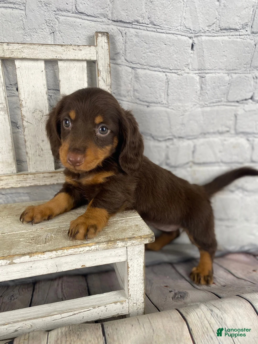 Miniature Dachshund dogs for sale: Bonnie - Ad 1