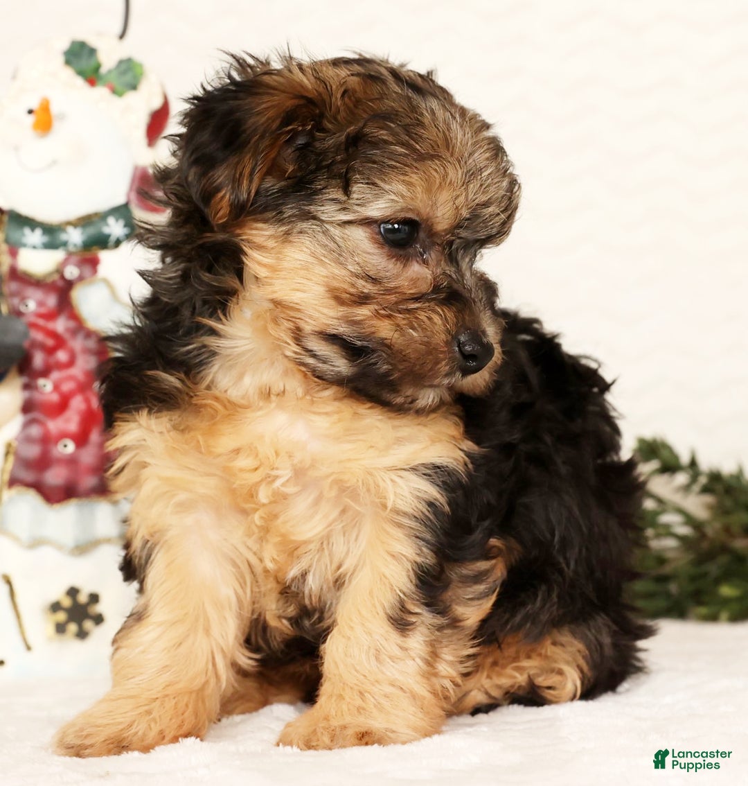 Yorkiepoo dogs for sale: Remi  3lbs - Ad 8