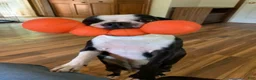 Boston Terrier dogs for sale:  Willow - Ad 12