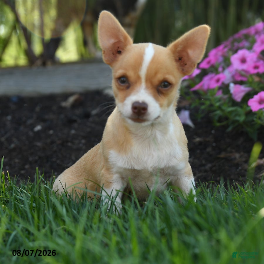 Chihuahua dogs Novak - Ad 1
