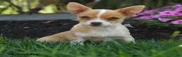Chihuahua dogs for sale: Novak - Ad 1