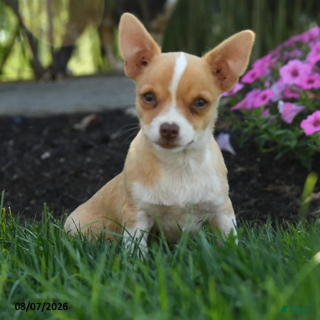 Chihuahua dogs for sale: Novak - Ad 1