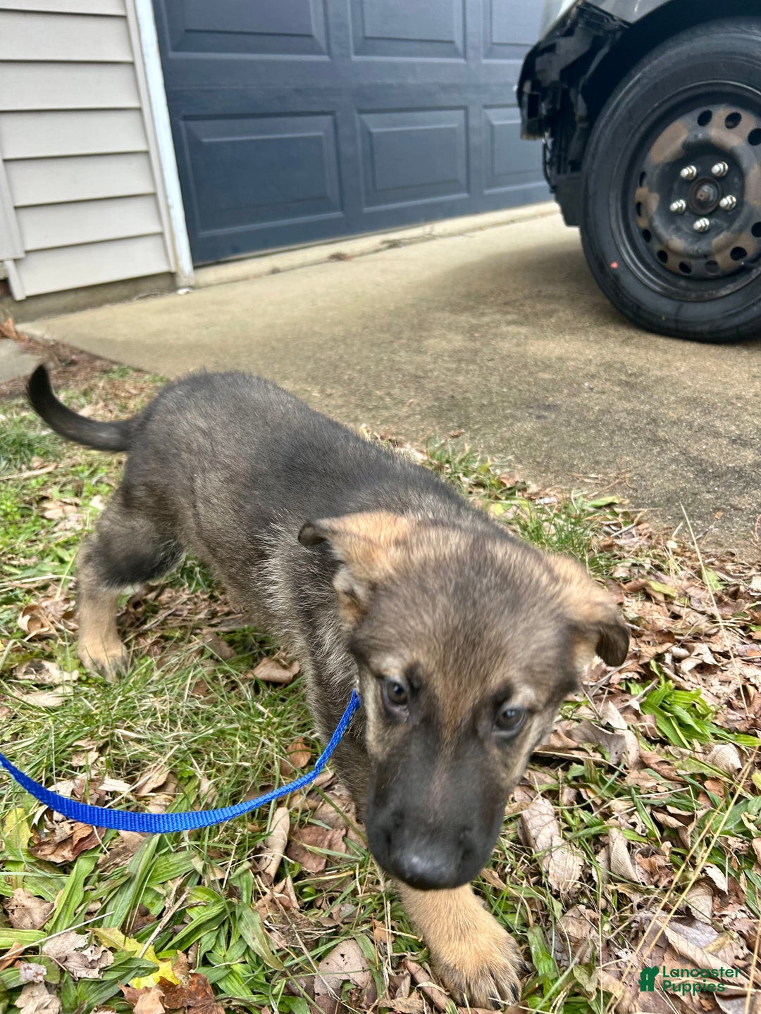 German Shepherd dogs for sale: German Shepherd Dark Blue - Ad 3