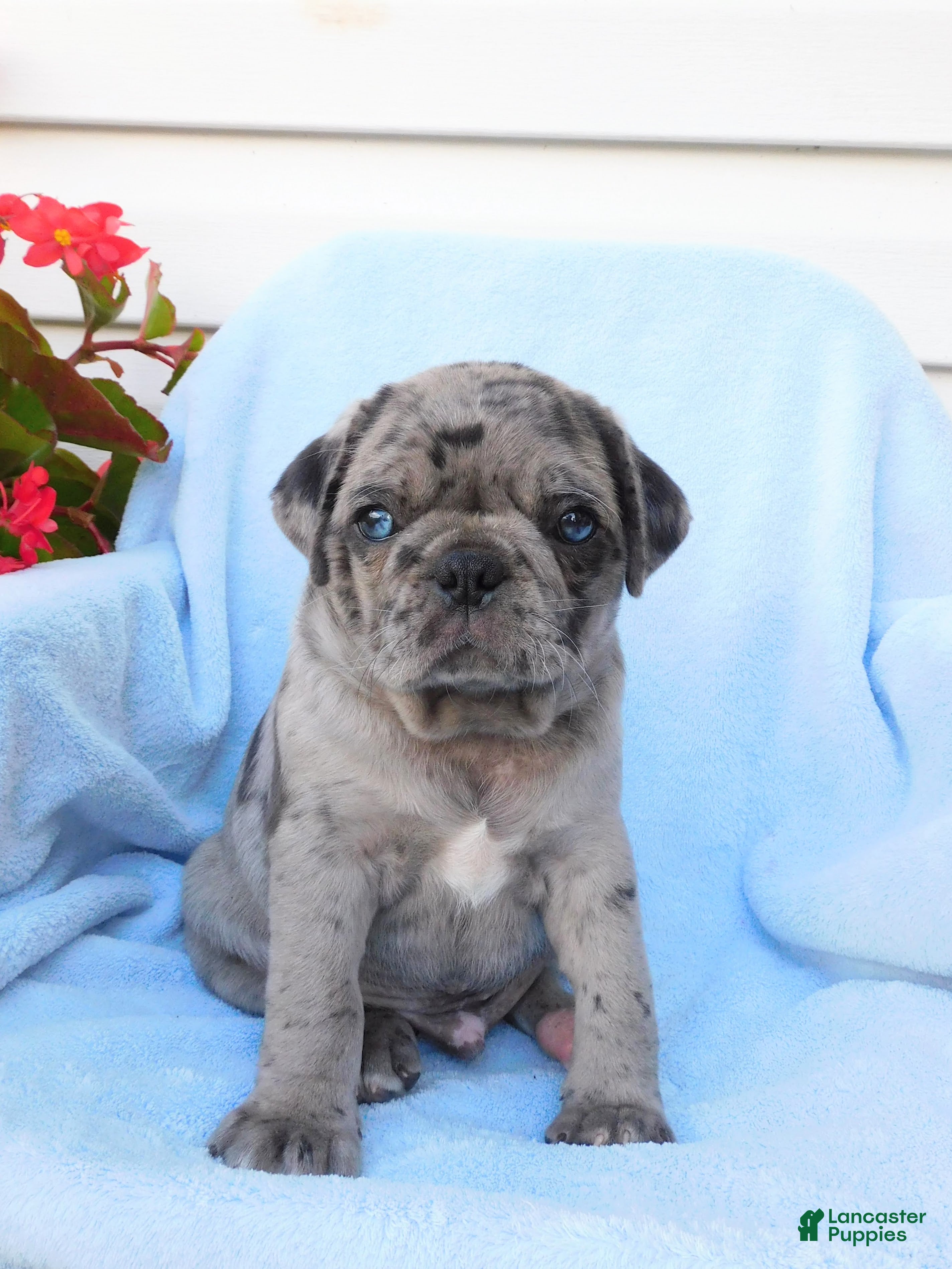 Pug dogs Austin  - Ad 1