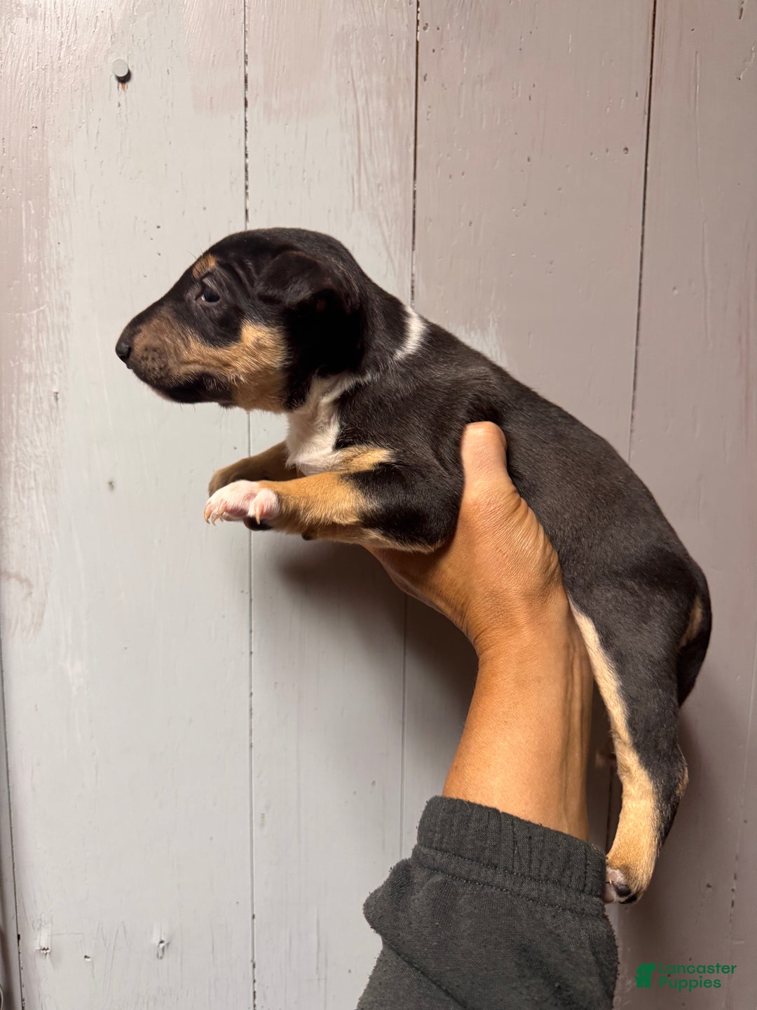 Miniature Bull Terrier dogs for sale: Bella - Ad 1