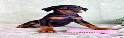 Doberman Pinscher dogs for sale: AKC Osiris - Ad 5