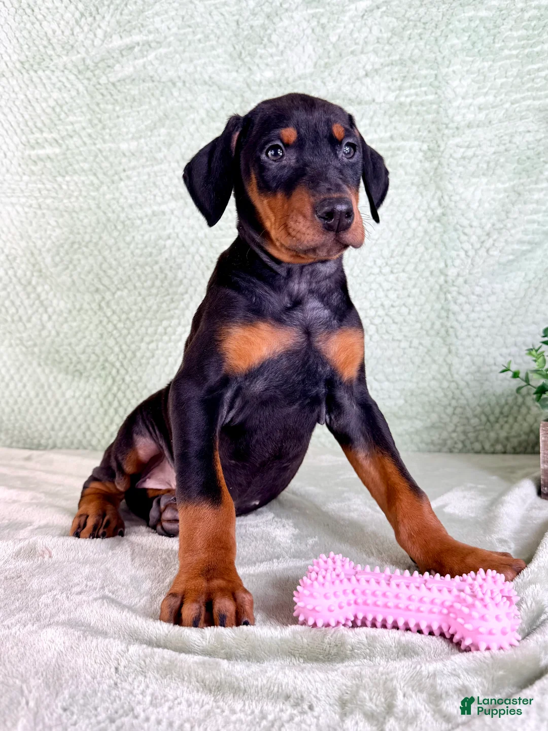 Doberman Pinscher dogs for sale: AKC Osiris - Ad 5