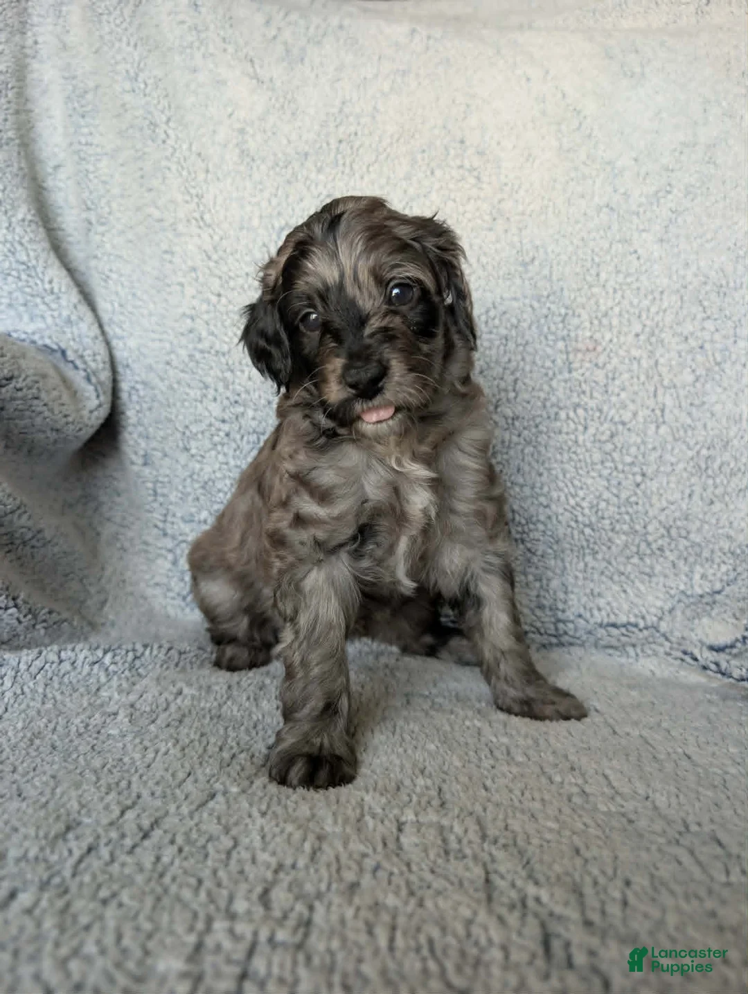 Mixed Breed dogs for sale: Coco - Ad 2