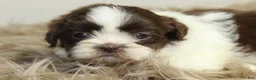 Shih Tzu dogs for sale: Nano - Ad 5