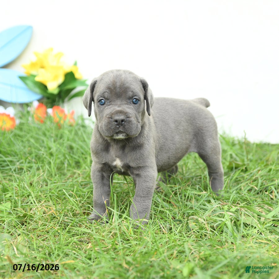 Cane Corso dogs Rosie - Ad 1