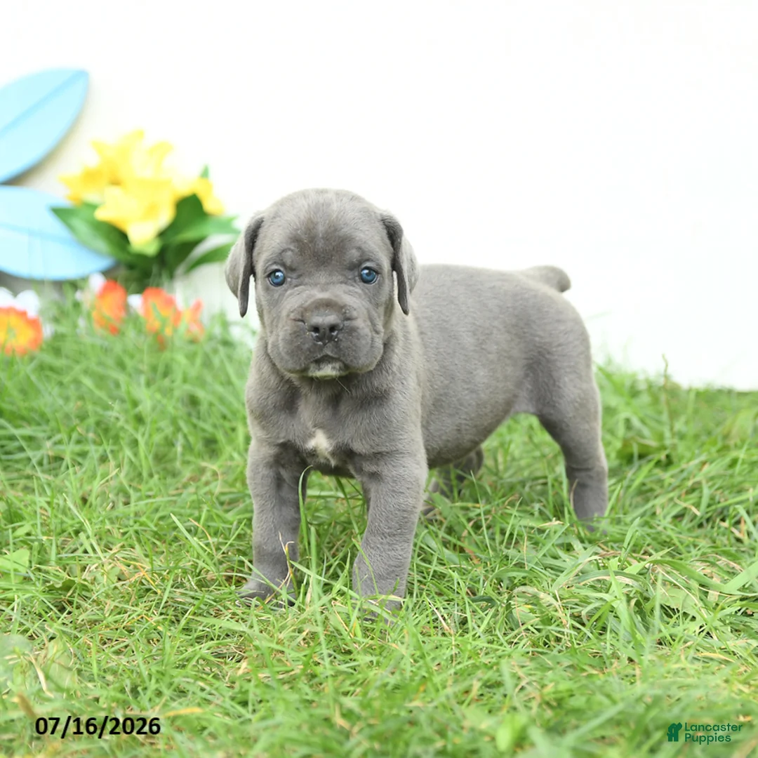 Cane Corso dogs for sale: Rosie - Ad 1