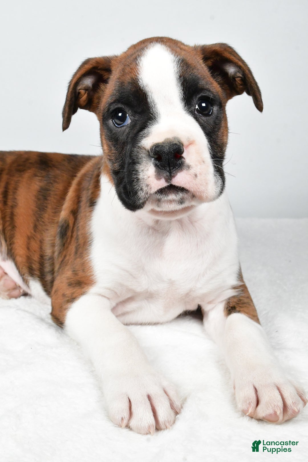 Boxer dogs for sale: Asher - Ad 8
