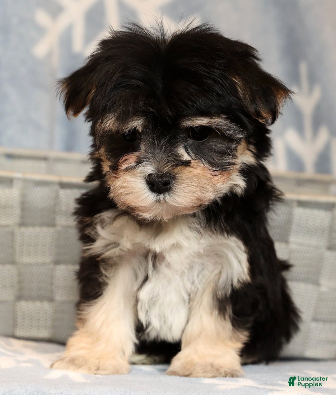 Yochon dogs for sale: Macy - Ad 7