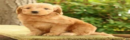 Mini Goldendoodle dogs for sale: Molly - Ad 3