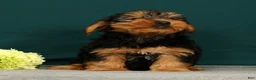 Yorkshire Terrier dogs for sale: Prince - Ad 4