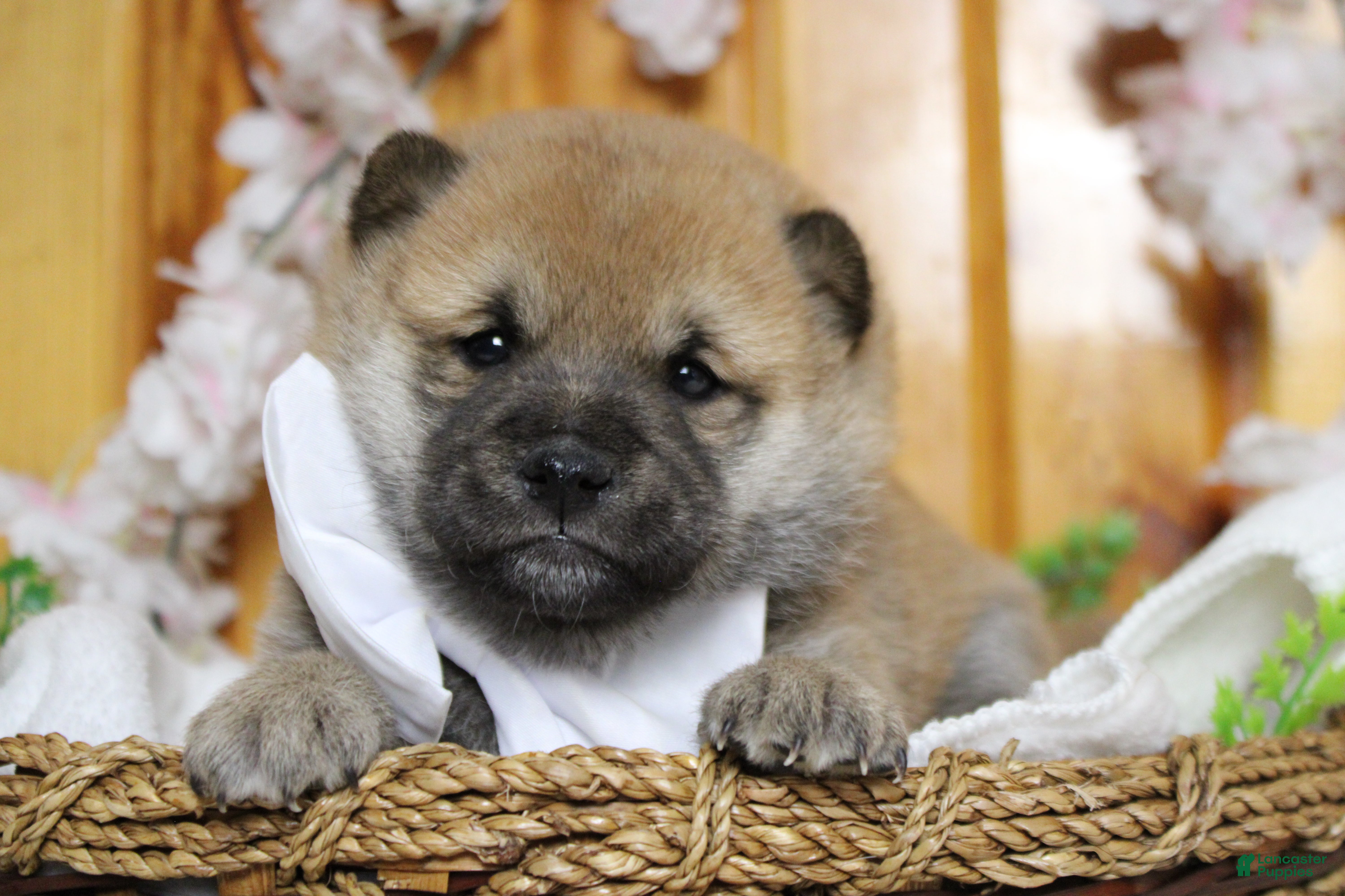 Shiba Inu dogs Hendrix - Ad 1