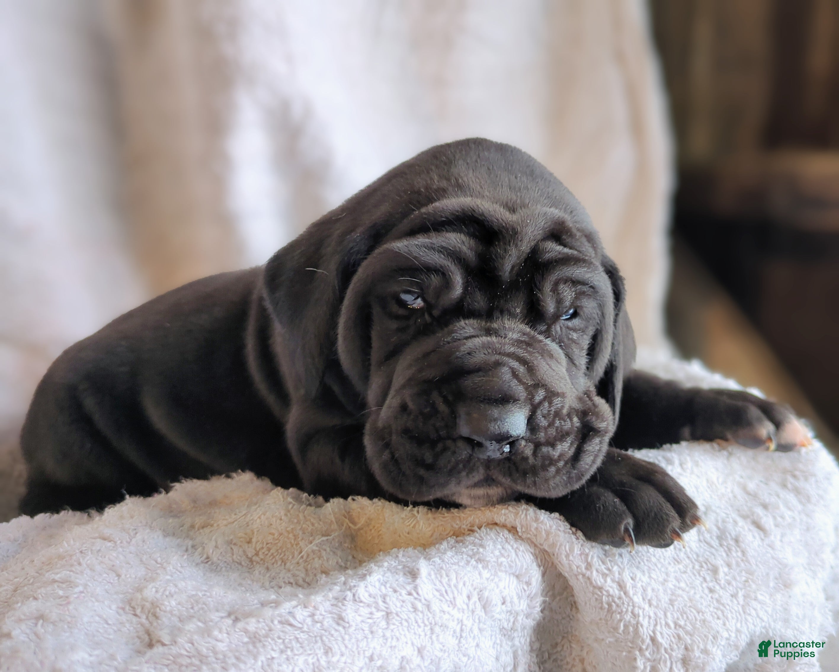 Great Dane dogs Cypress - Ad 2