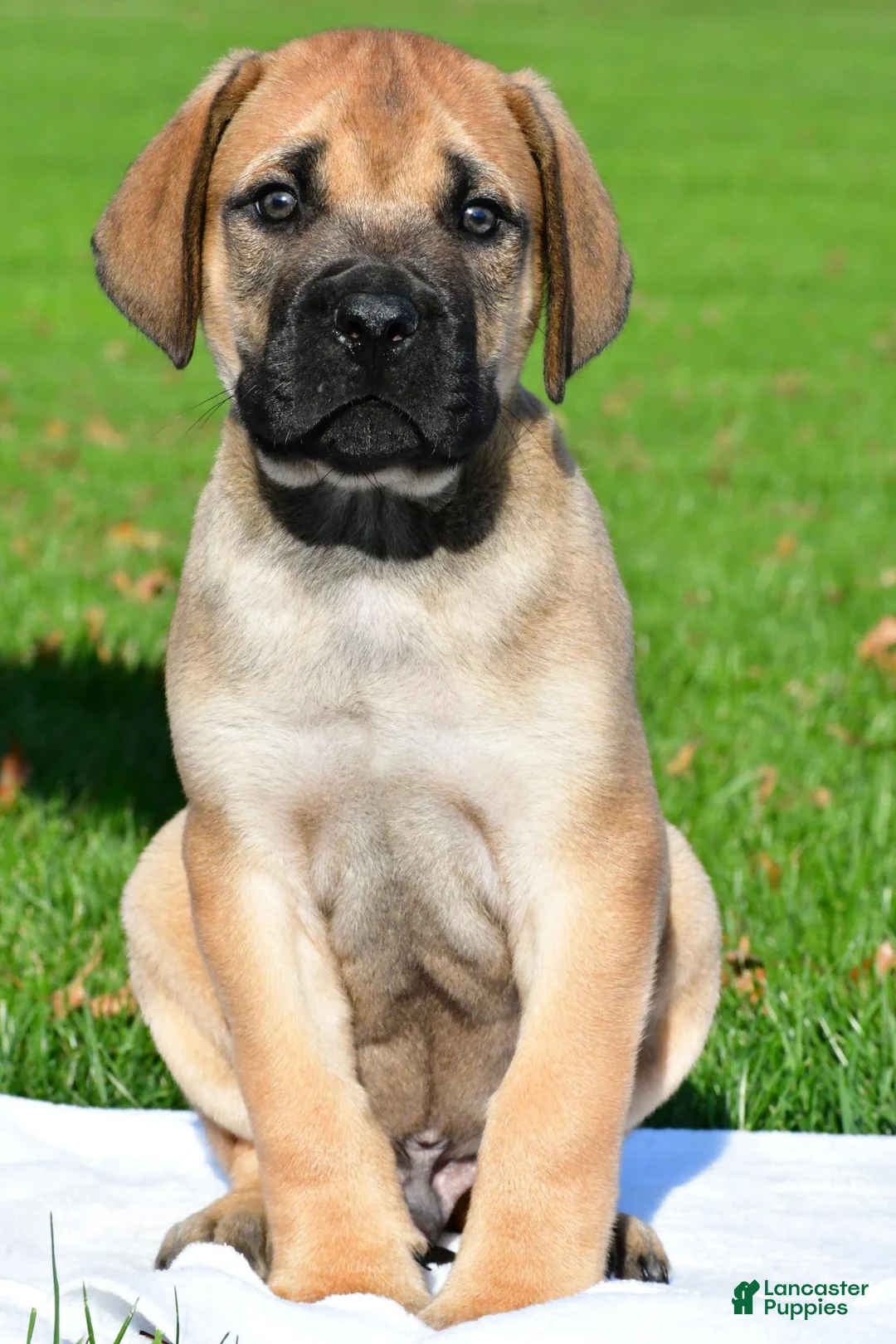 English Mastiff dogs for sale: Axe - Ad 2