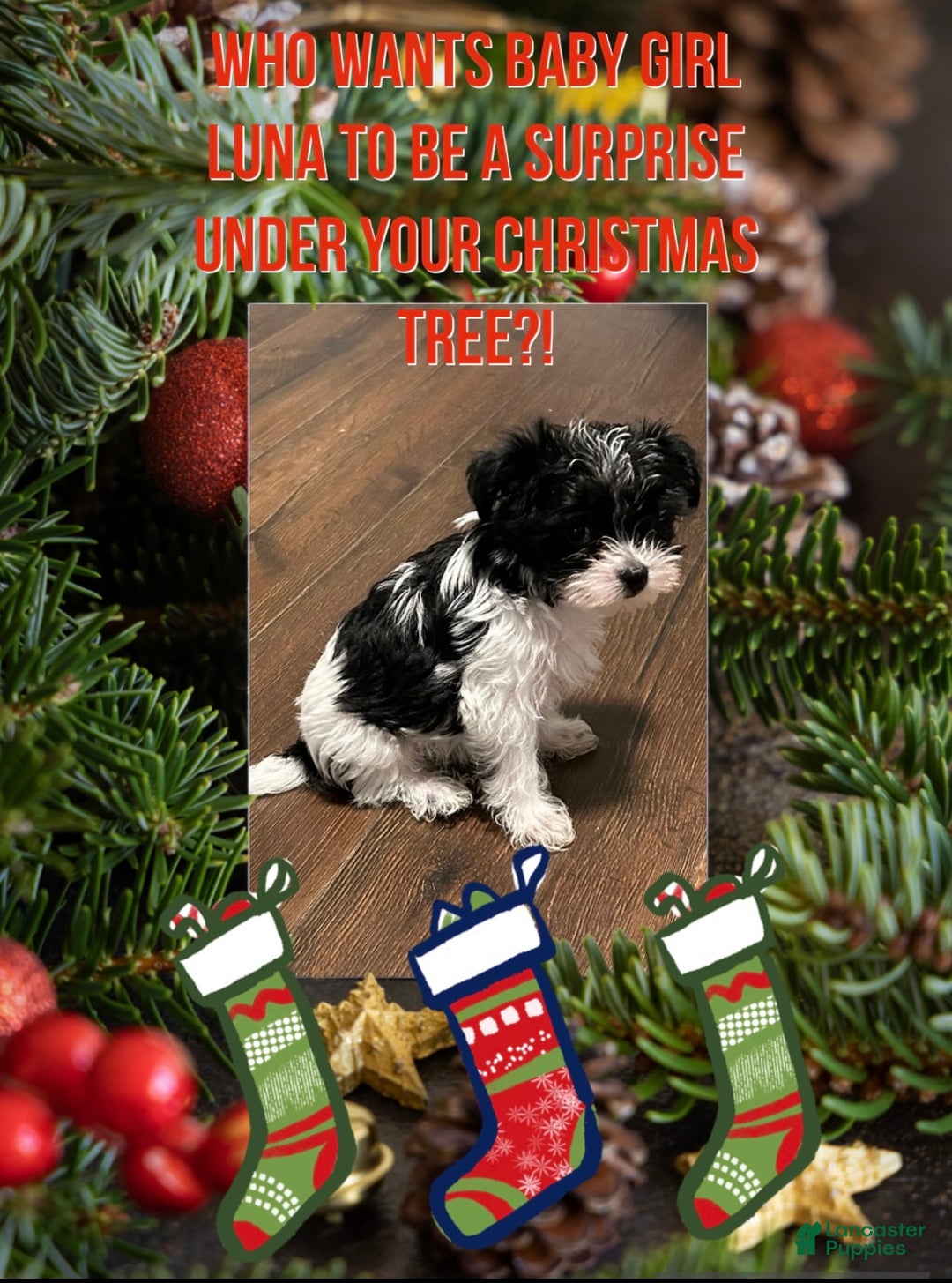 Yorkiepoo dogs for sale: TOY Size Luna - Ad 8