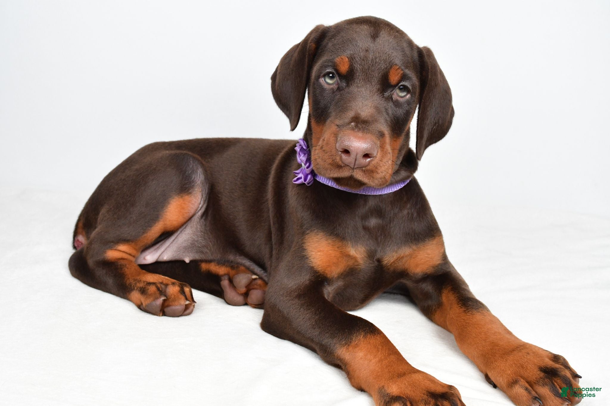 Doberman Pinscher dogs Beulah - Ad 1