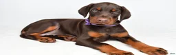 Doberman Pinscher dogs for sale: Beulah - Ad 1
