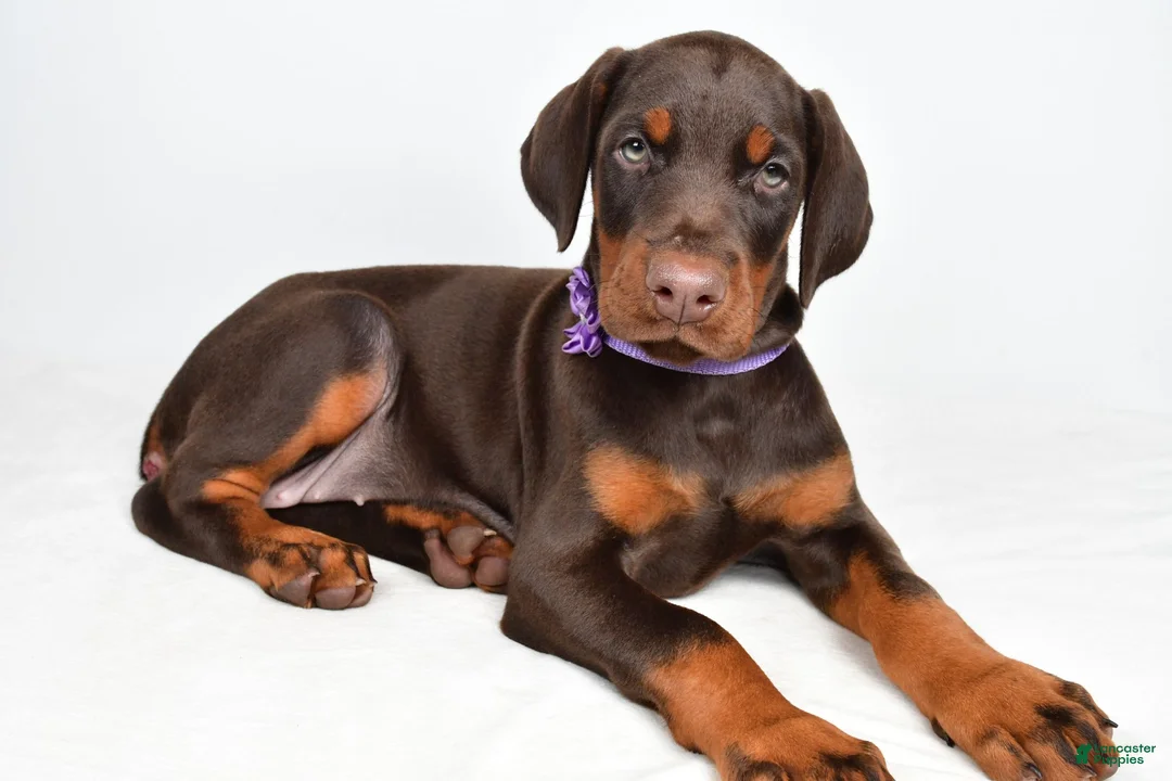 Doberman Pinscher dogs for sale: Beulah - Ad 1