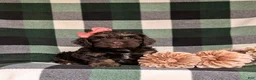 Cockapoo dogs for sale: Sofia - Ad 2