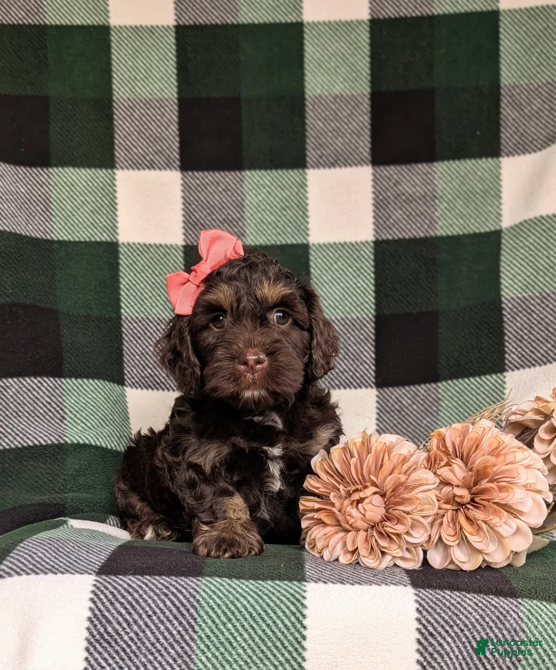 Cockapoo dogs for sale: Sofia - Ad 2