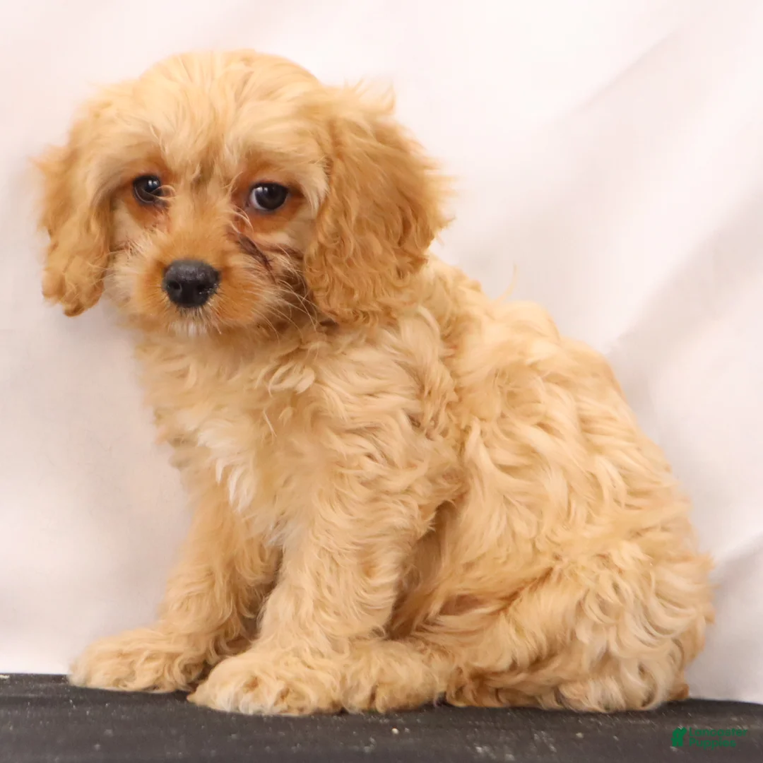 Cavapoo dogs for sale: Chief - Ad 4