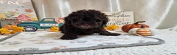 Miniature Poodle dogs for sale: AJ Lynn - Ad 2