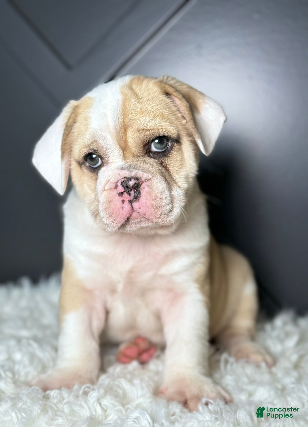 Mixed Breed dogs for sale: Bo - Ad 4