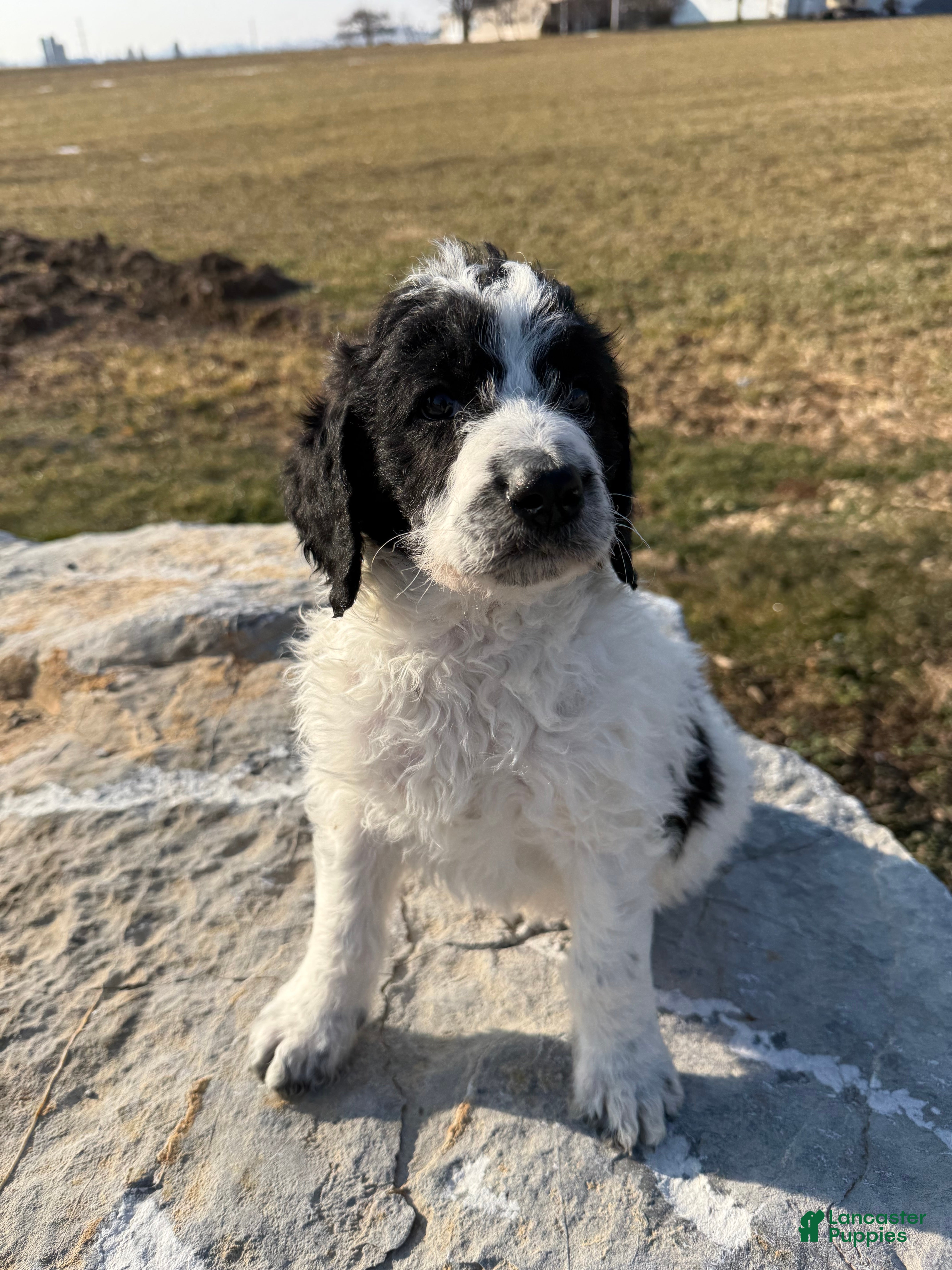 Mixed Breed dogs Ace - Ad 1