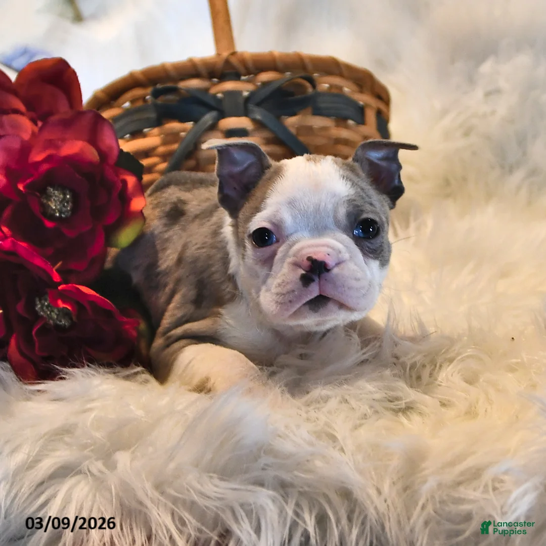 Boston Terrier dogs for sale: Denver - Ad 2