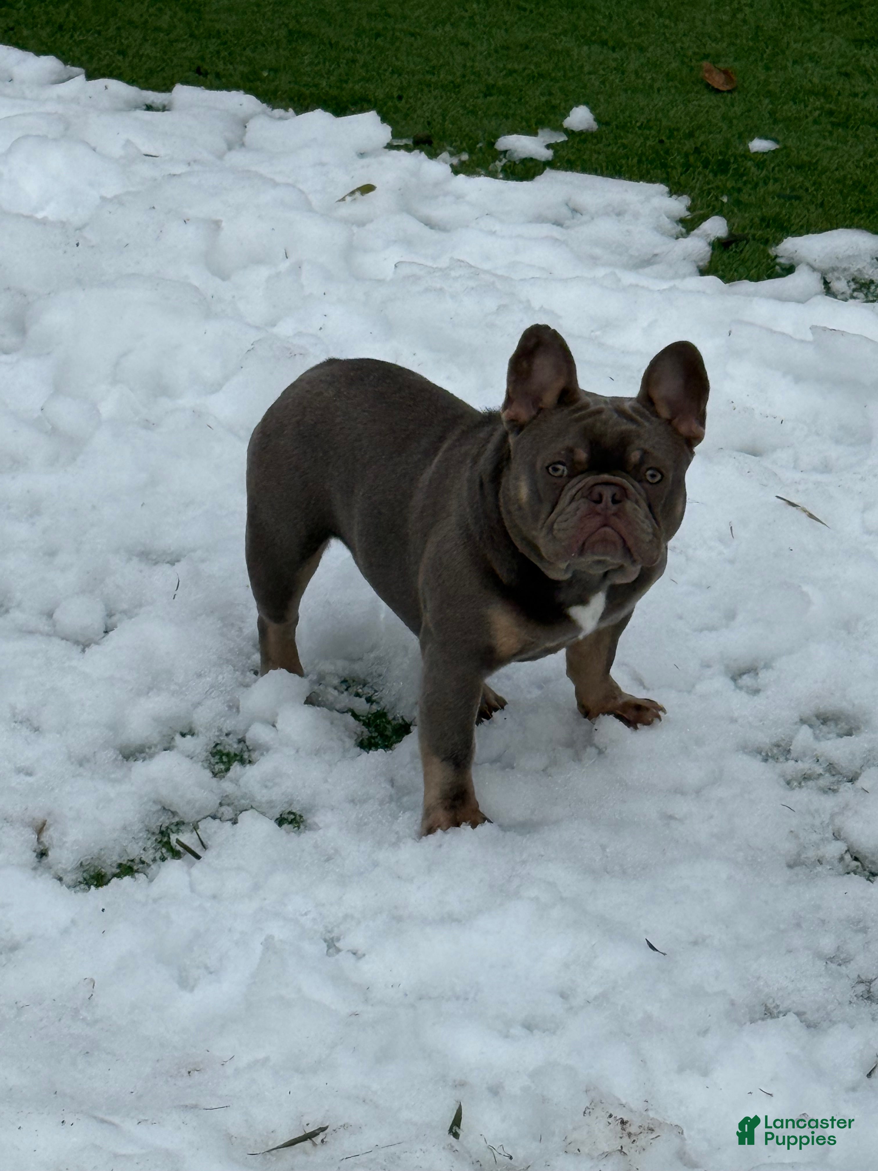 French Bulldog dogs Bone Crusher - Ad 1