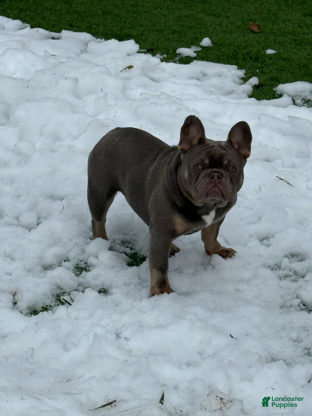 French Bulldog dogs for sale: Bone Crusher - Ad 6